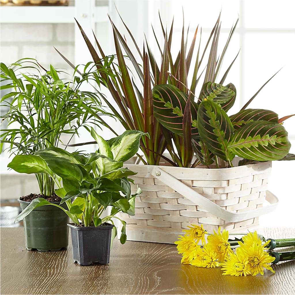 Florist Designed Blooming and Green Plants in a Basket – Pt Passionate Florist, Monroe WA