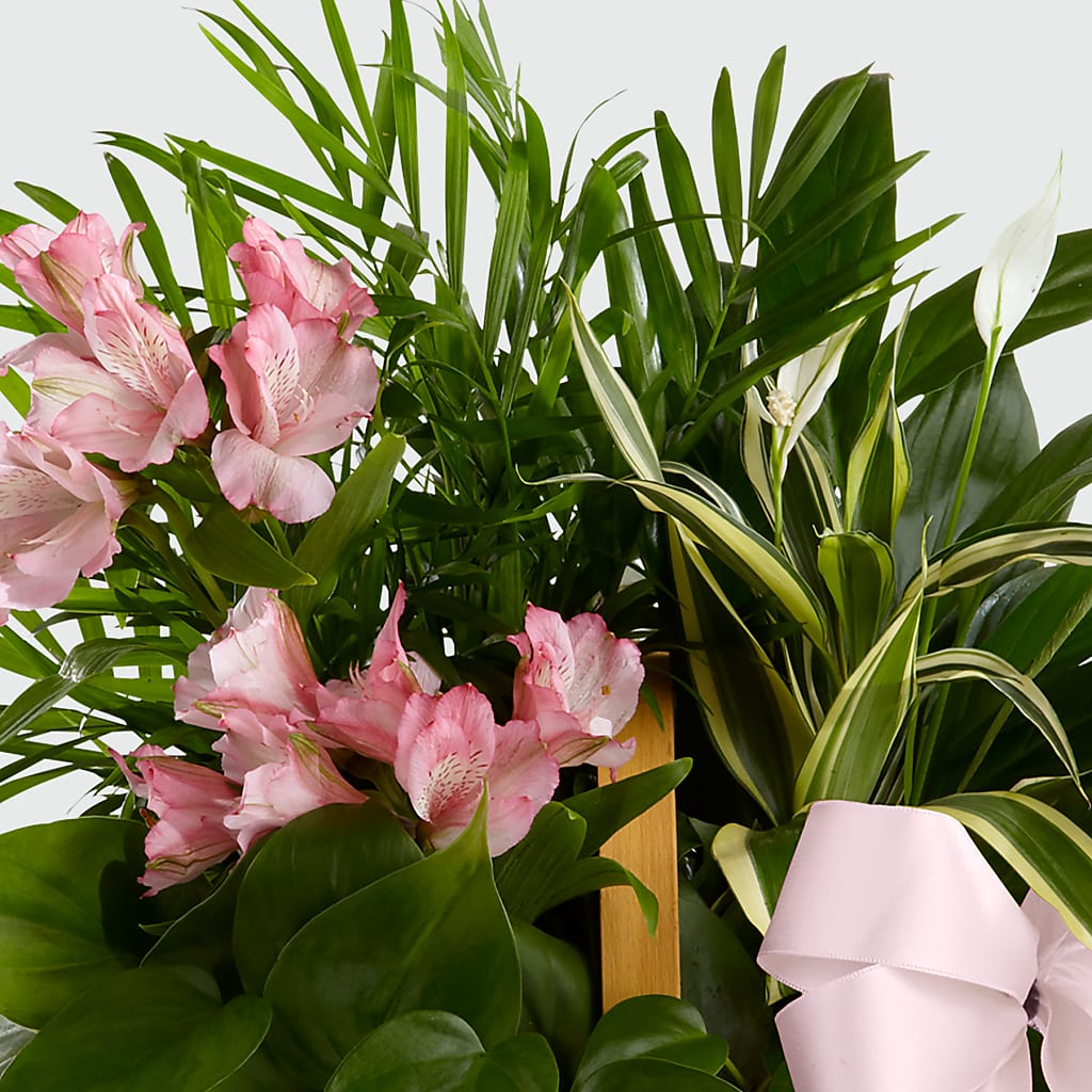 Living Spirit Dishgarden – Pt Passionate Florist, Monroe WA