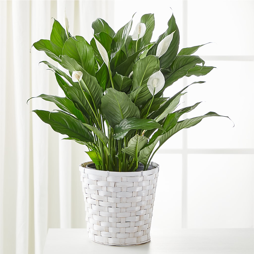 A New Leaf Peace Lily – Pt Passionate Florist, Monroe WA