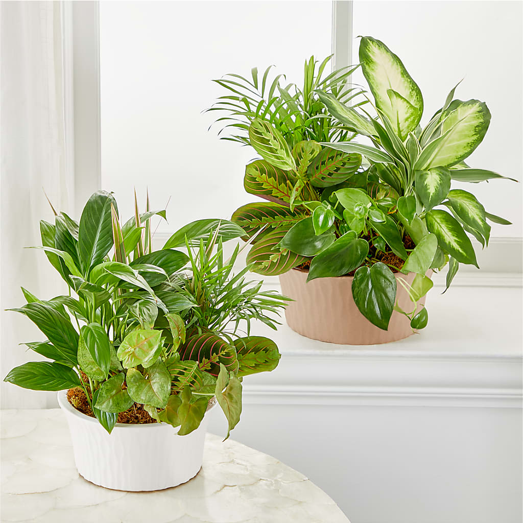 Balance & Harmony Dishgarden – Pt Passionate Florist, Monroe WA