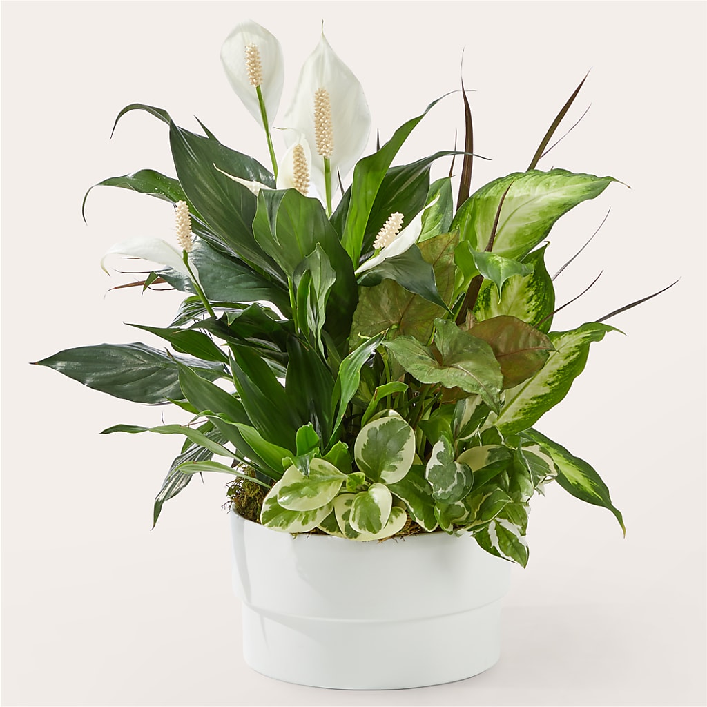 Radiating Positivity Dishgarden – Pt Passionate Florist, Monroe WA