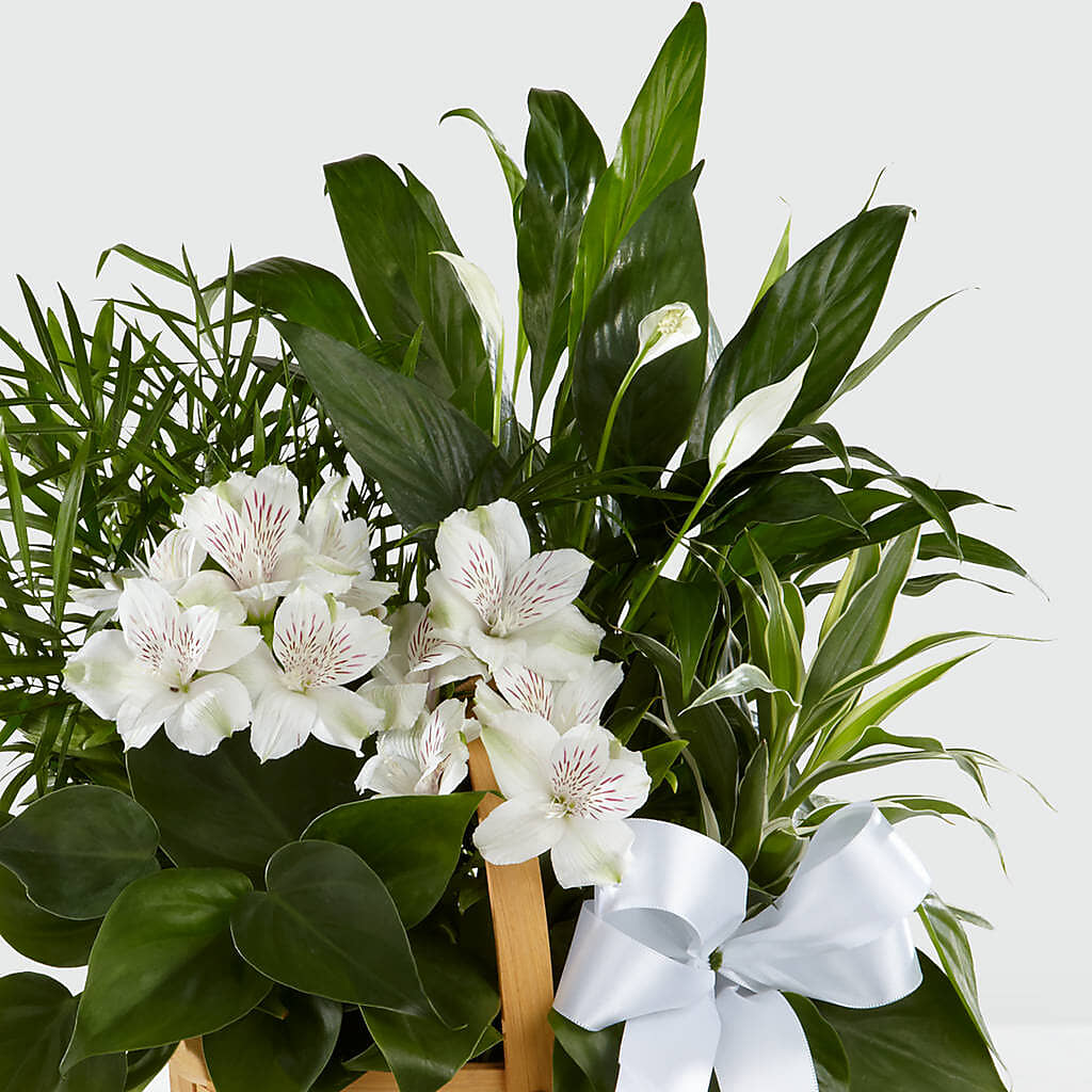 Peace & Serenity Dishgarden –  Pt Passionate Florist, Monroe WA