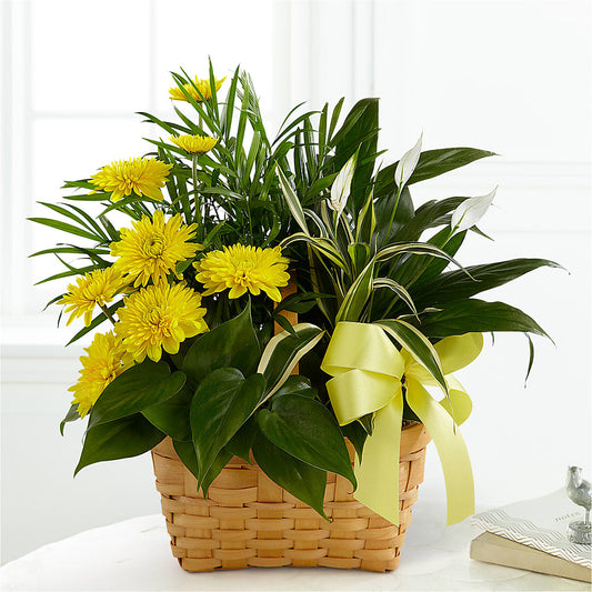 Loving Light Dishgarden –  Pt Passionate Florist, Monroe WA