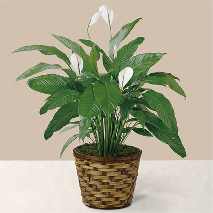 Tranquil Moments Peace Lily Plant –  Pt Passionate Florist, Monroe WA