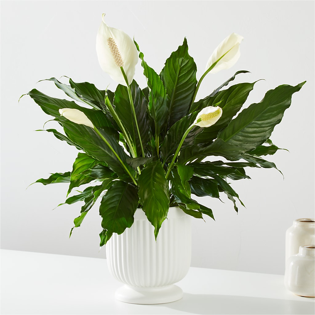 Comfort Planter –  Pt Passionate Florist, Monroe WA