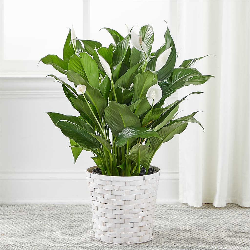 A New Leaf Peace Lily –  Pt Passionate Florist, Monroe WA
