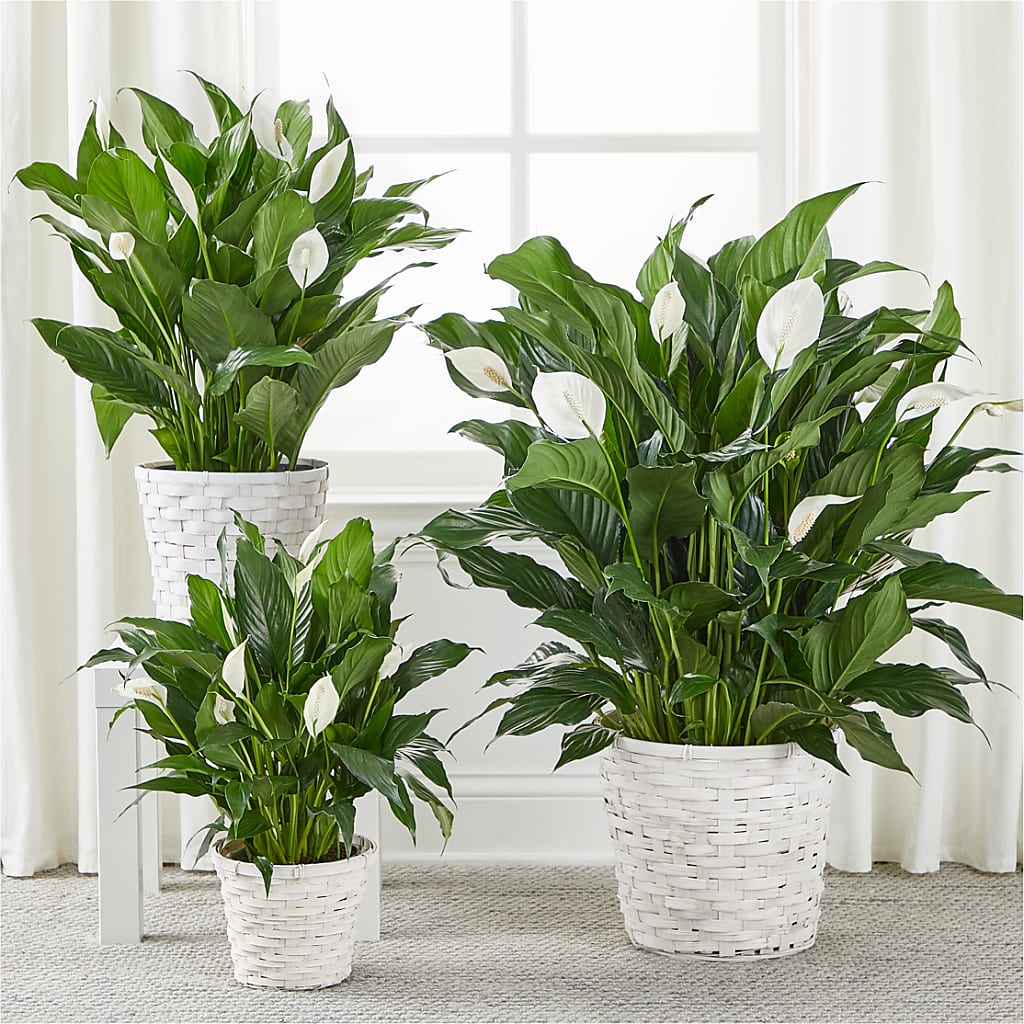 A New Leaf Peace Lily –  Pt Passionate Florist, Monroe WA