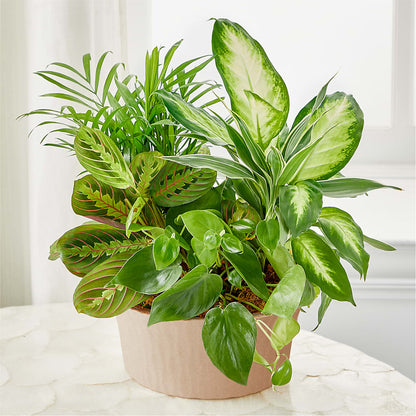 Balance & Harmony Dishgarden –  Pt Passionate Florist, Monroe WA